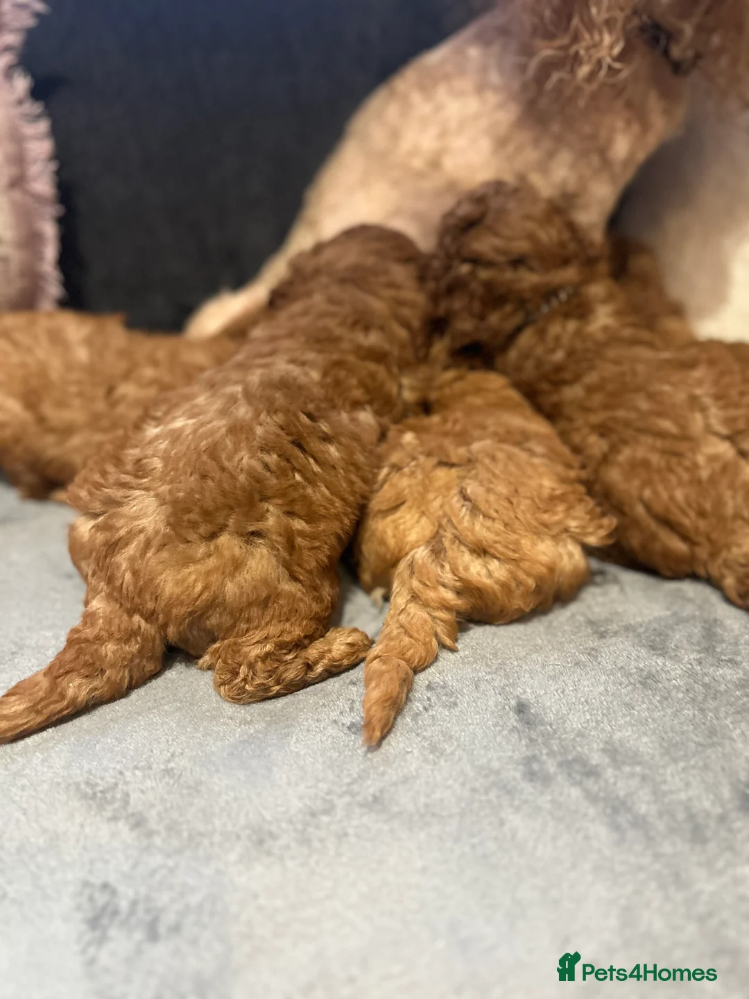 Toy Poodle dogs for sale: 🐩 Toy Poodle Red Puppies - Advert 10