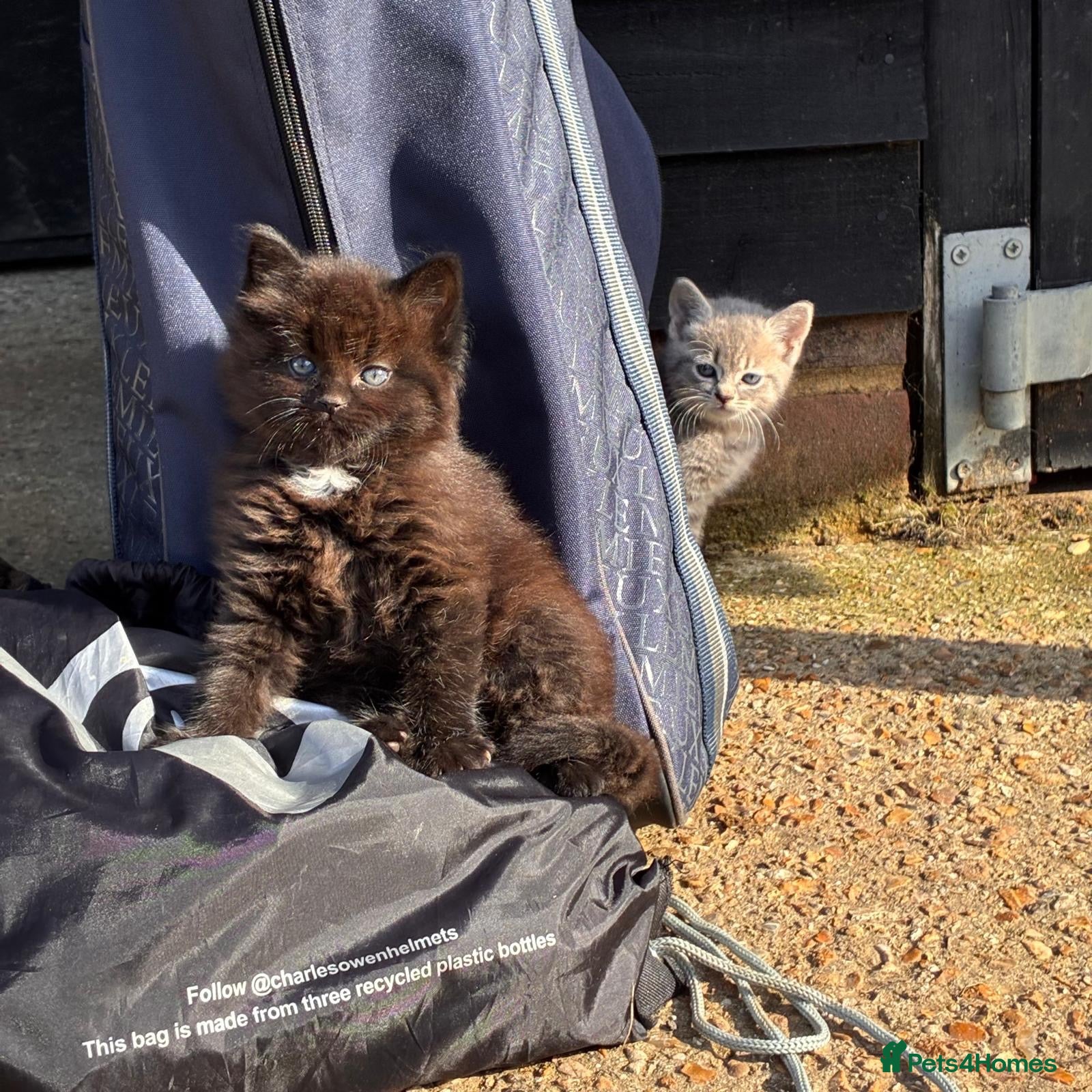 Mixed Breed cats for sale: 5 Gorgeous, READY IN 1 WEEKS!  - Advert 19