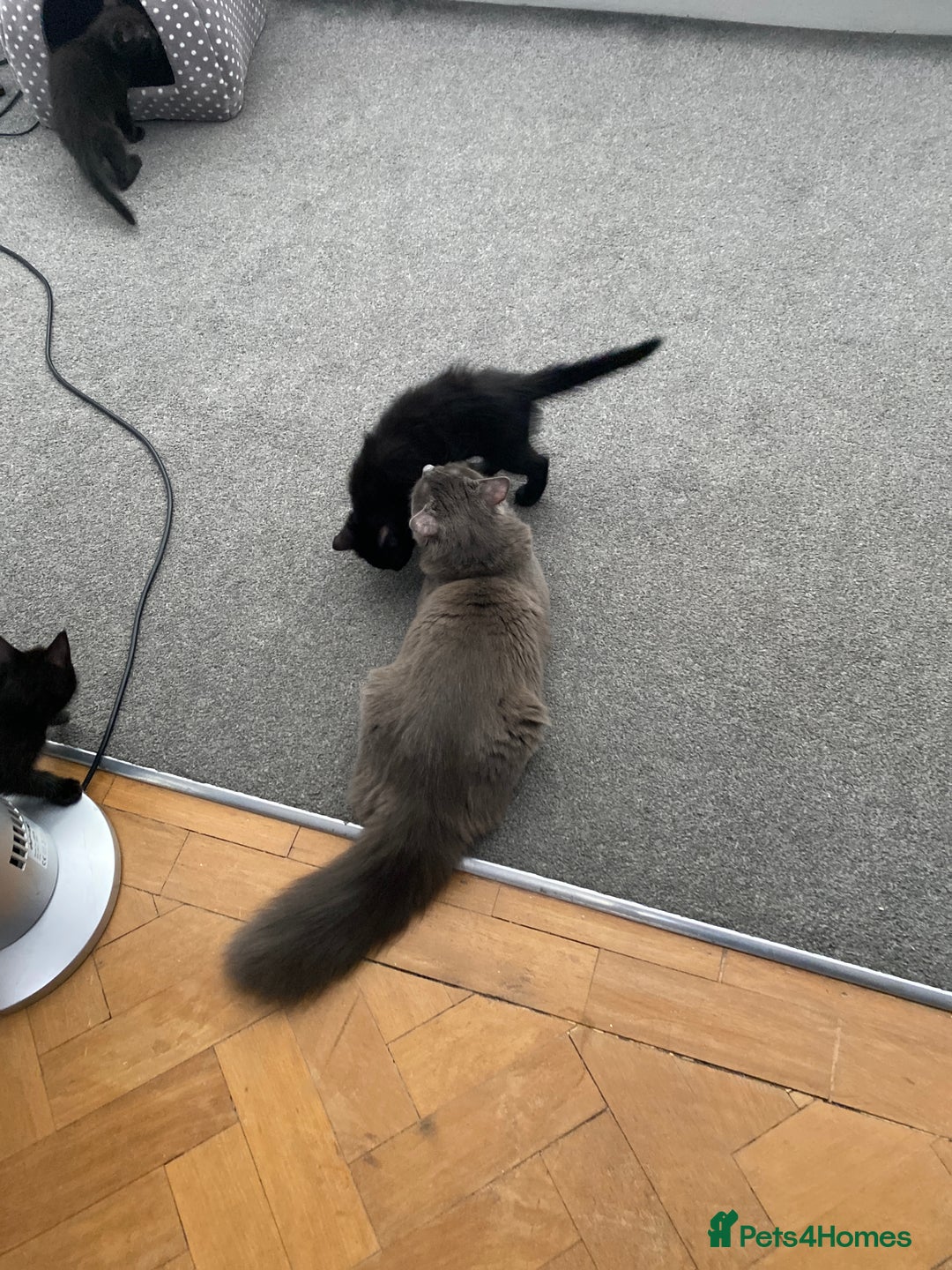 Mixed Breed cats for sale: Playful kittens looking for their forever home  - Image 9