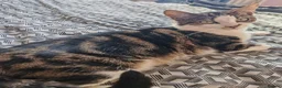British Shorthair cats for sale: 2 Year Old BSH - Dopey  - Advert 2