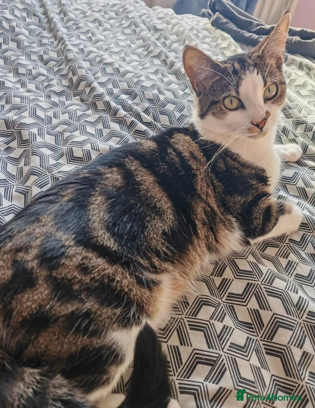 British Shorthair cats for sale: 2 Year Old BSH - Dopey  - Advert 2