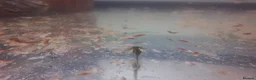 Other/Mixed Breed fish for sale: Baby axolotl  - Advert 5