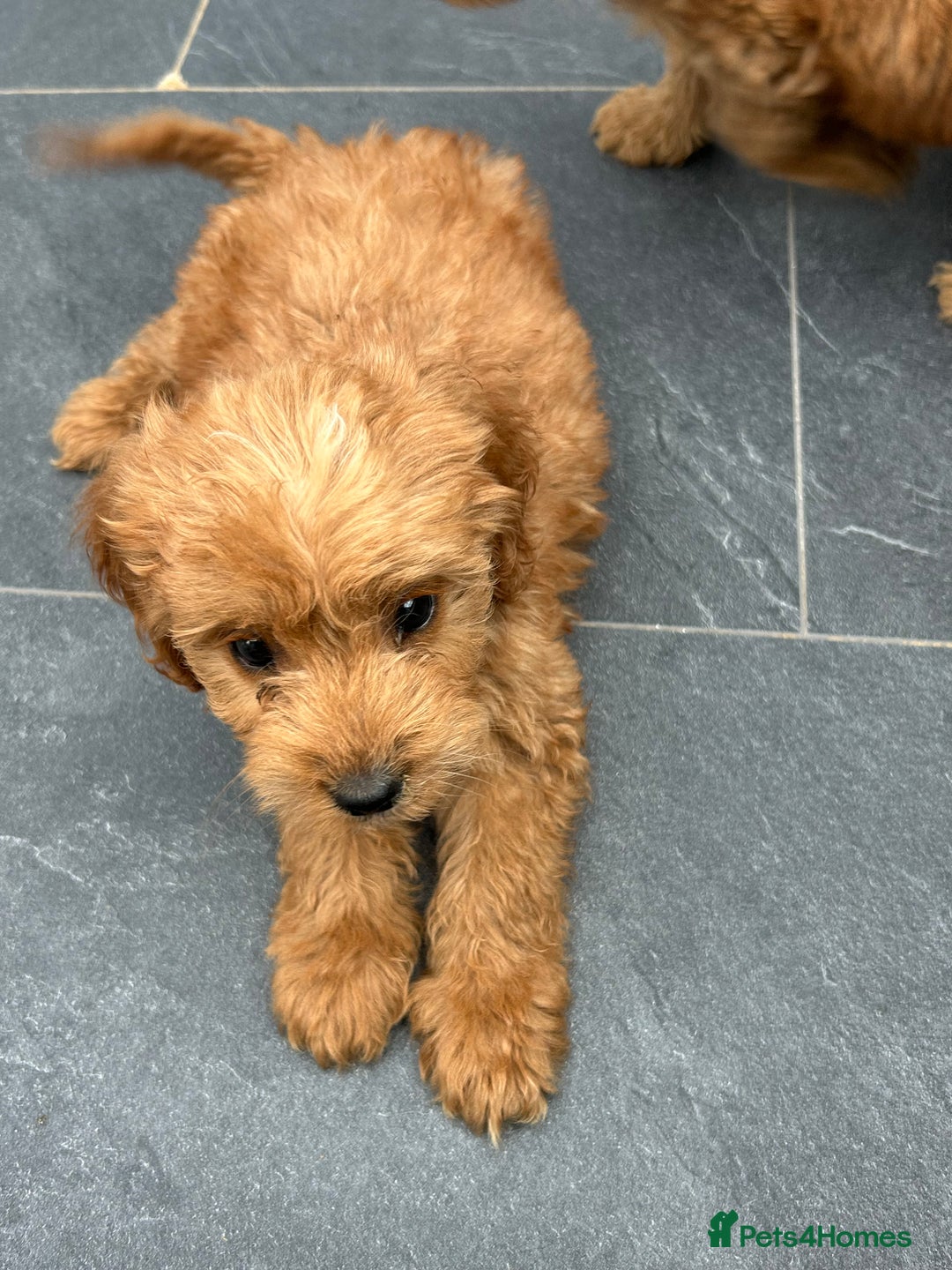 Cockapoo dogs for sale: Cockapoos  - Image 22