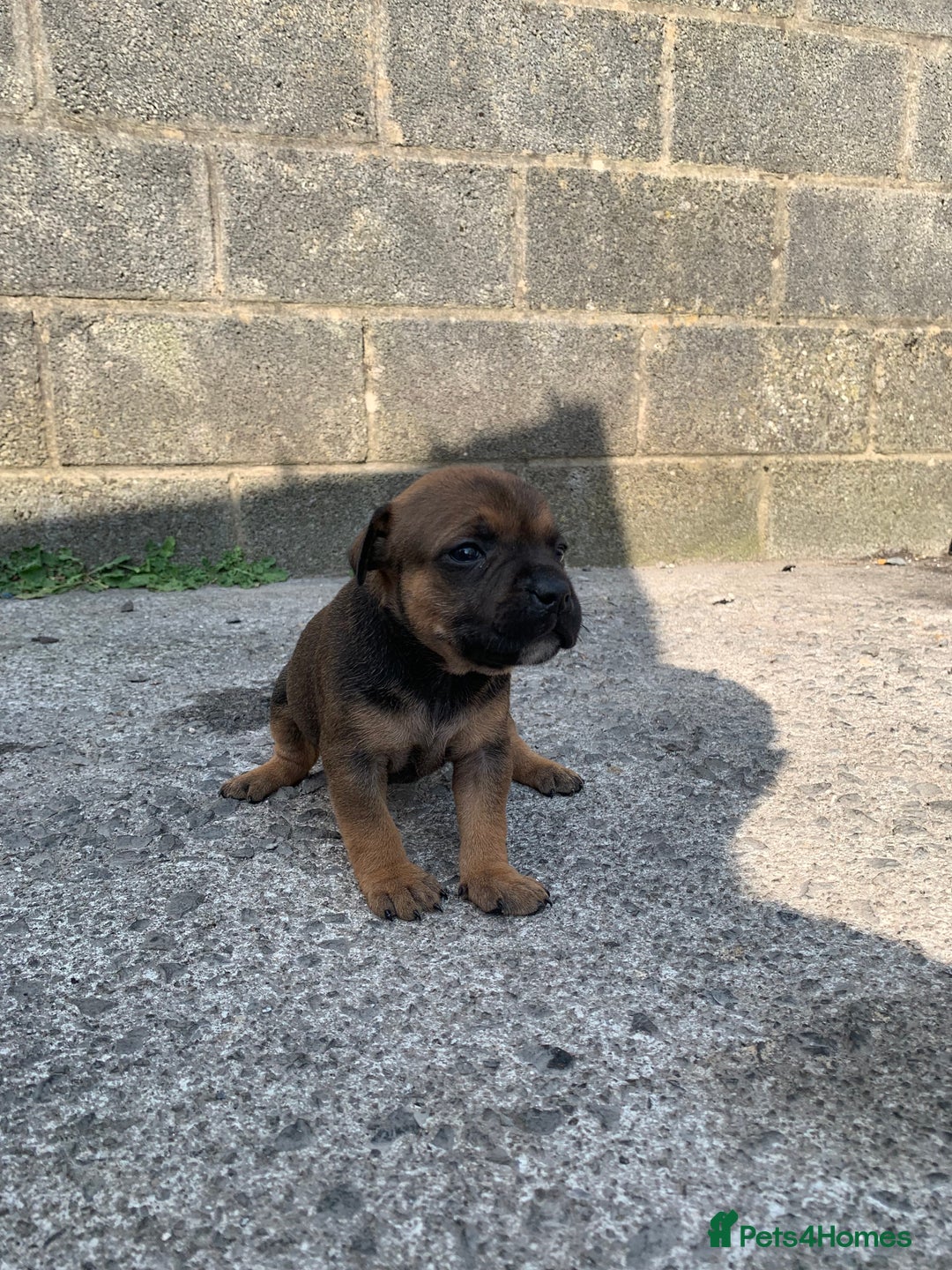 Staffordshire Bull Terrier dogs for sale: Staffy pups for sale - Image 5