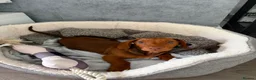 Dachshund dogs for sale: Red Chocolate Dacshund 6 month old puppy  - Advert 15