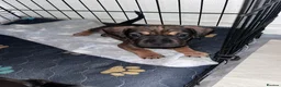 Mixed Breed dogs for sale: Sprocker spaniel x Frenchie-Pei  - Advert 26