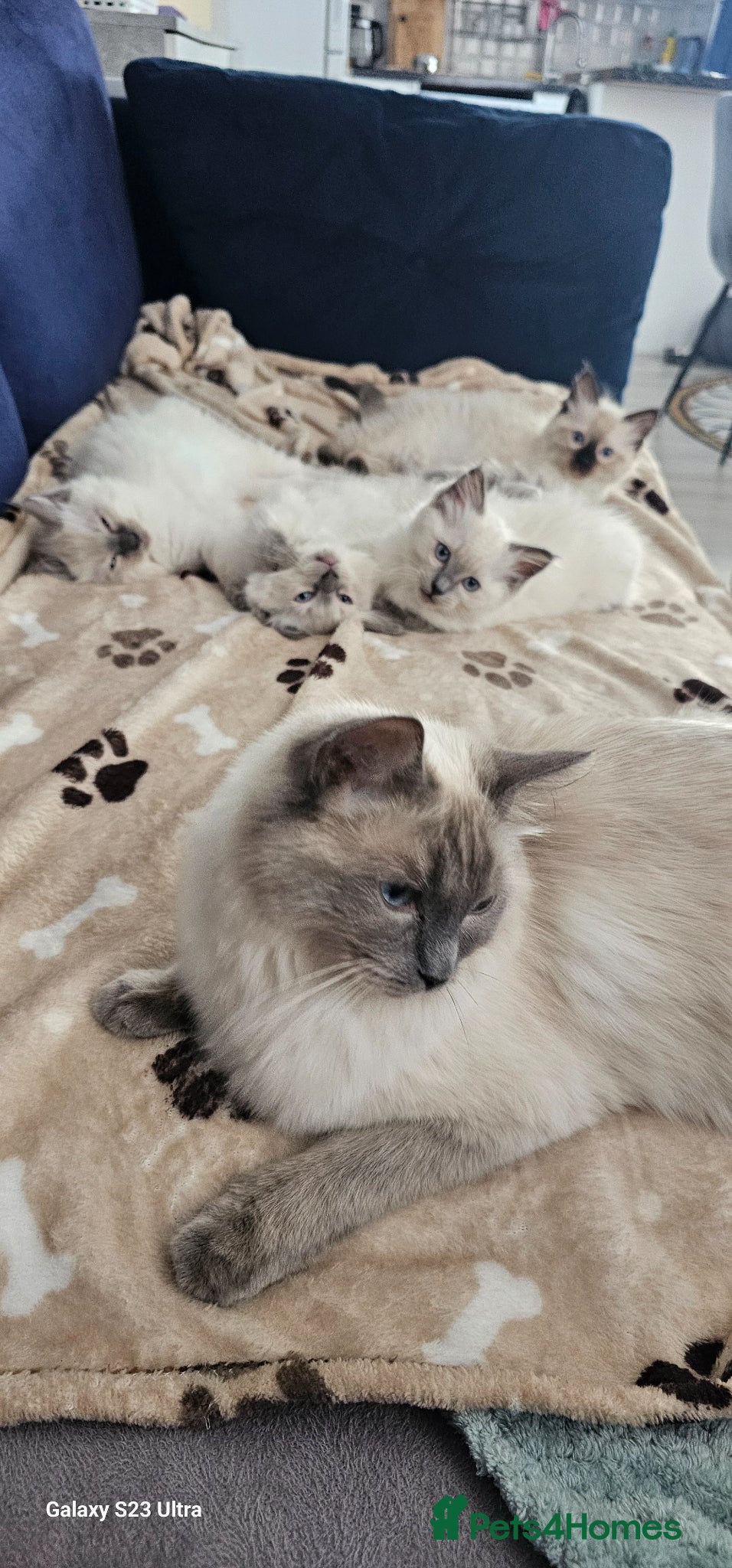 Ragdoll cats Adorable Ragdoll Kittens - Advert 1