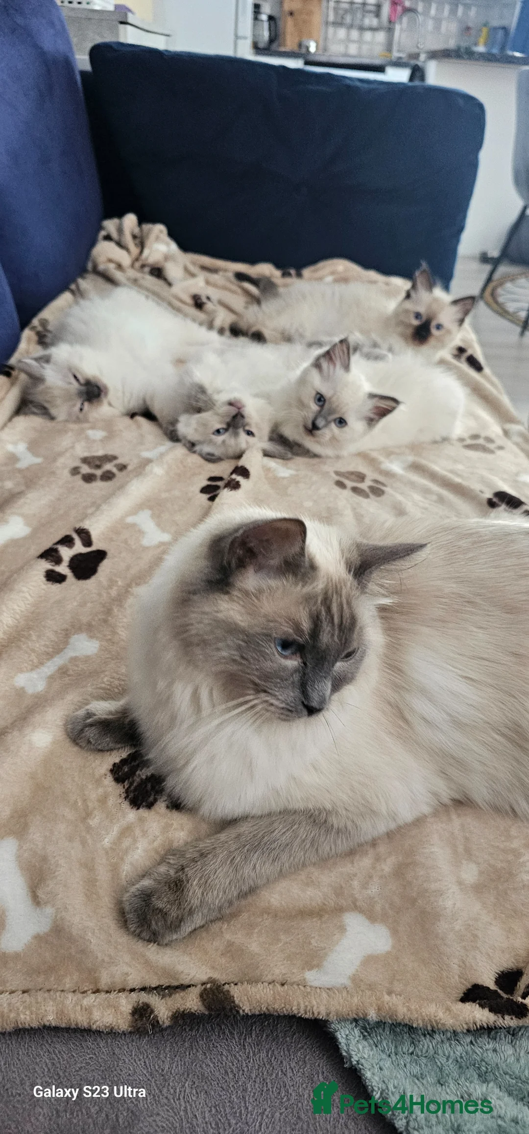 Ragdoll cats for sale: Adorable Ragdoll Kittens - Advert 1
