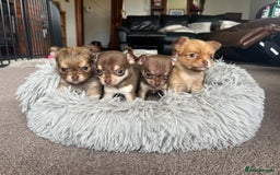 Chihuahua dogs for sale: 💥adorable puppies💥 - Image 1