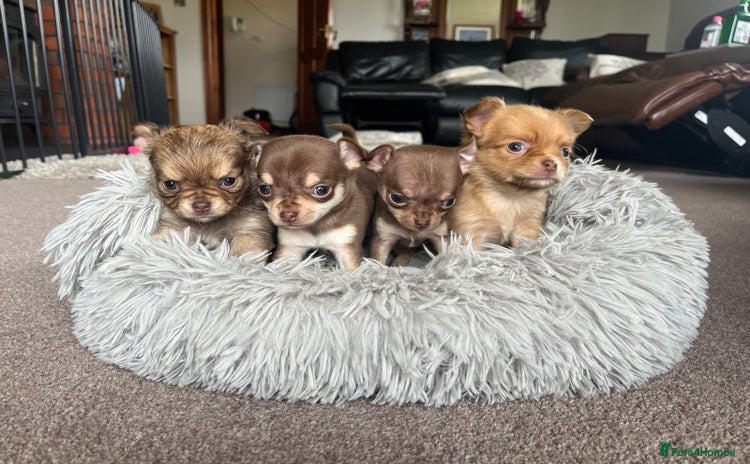 Chihuahua dogs - Advert 3