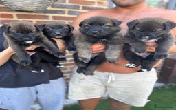 German Shepherd dogs for sale: German shepherd puppies  - Image 16