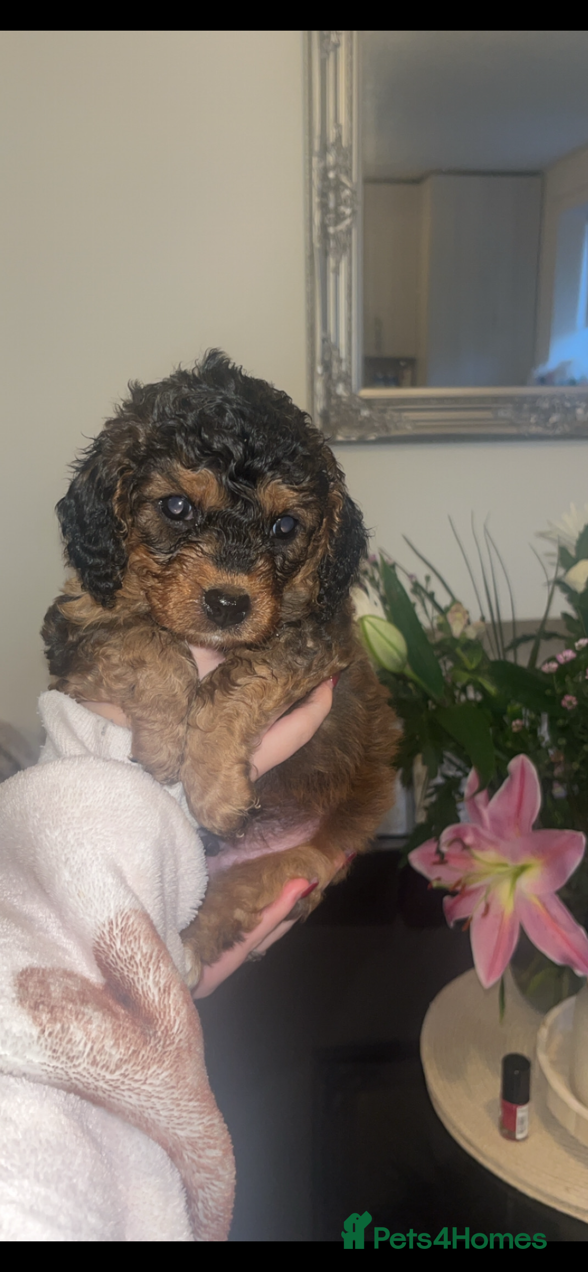Cavapoo dogs Beautiful cavapoo 💙 - Advert 8