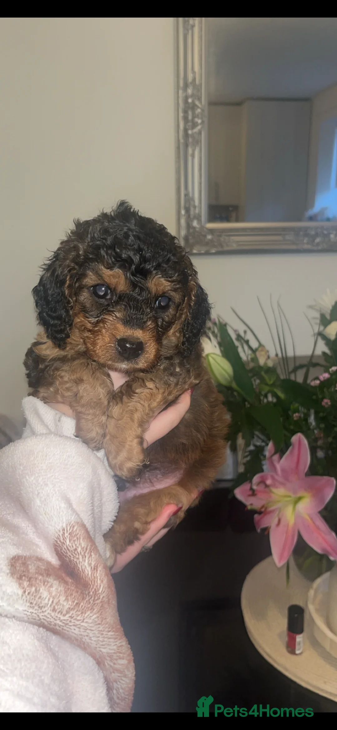 Cavapoo dogs for sale: Beautiful cavapoo 💙 - Advert 1