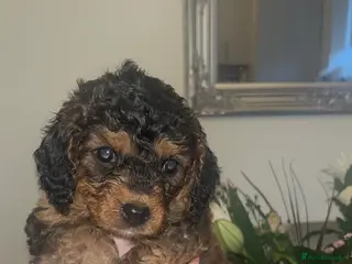 Cavapoo dogs Beautiful cavapoo 💙 - Advert 8