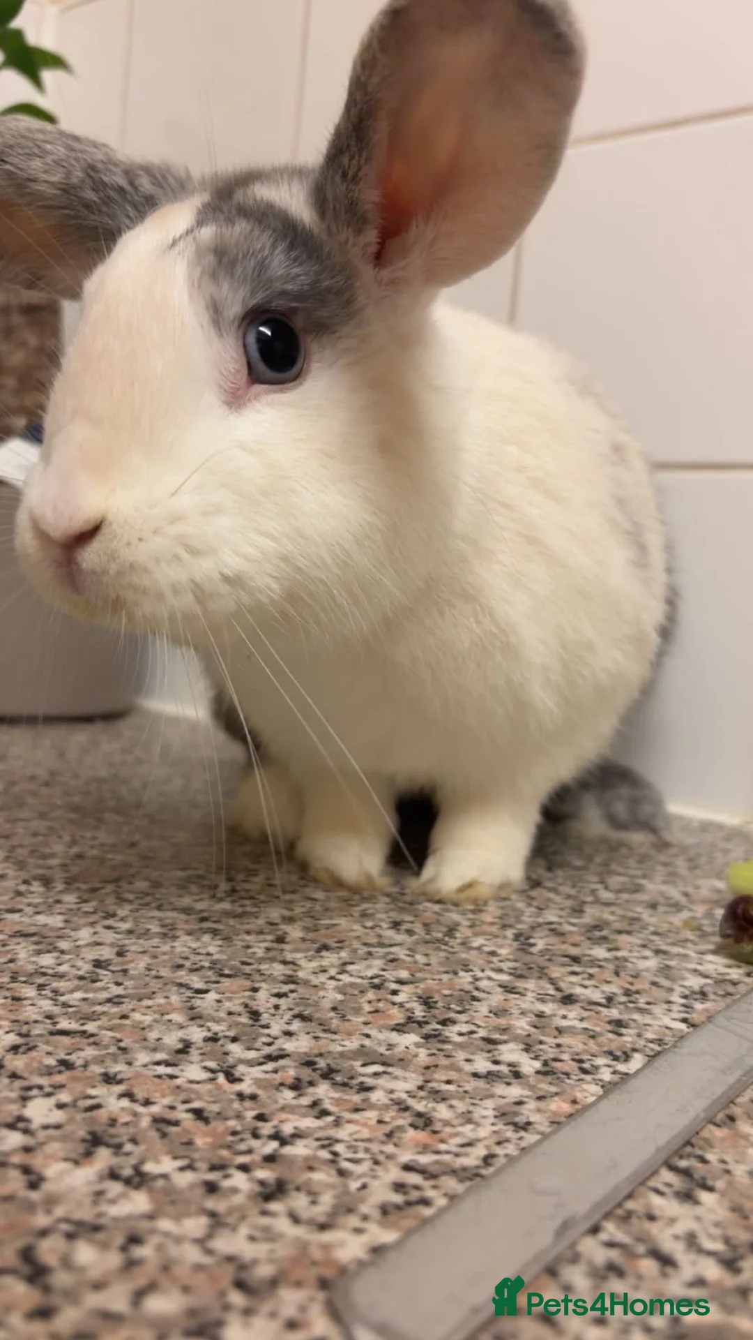 Mini Lop rabbits for sale: Minimise/Rex Rabbit - Advert 2