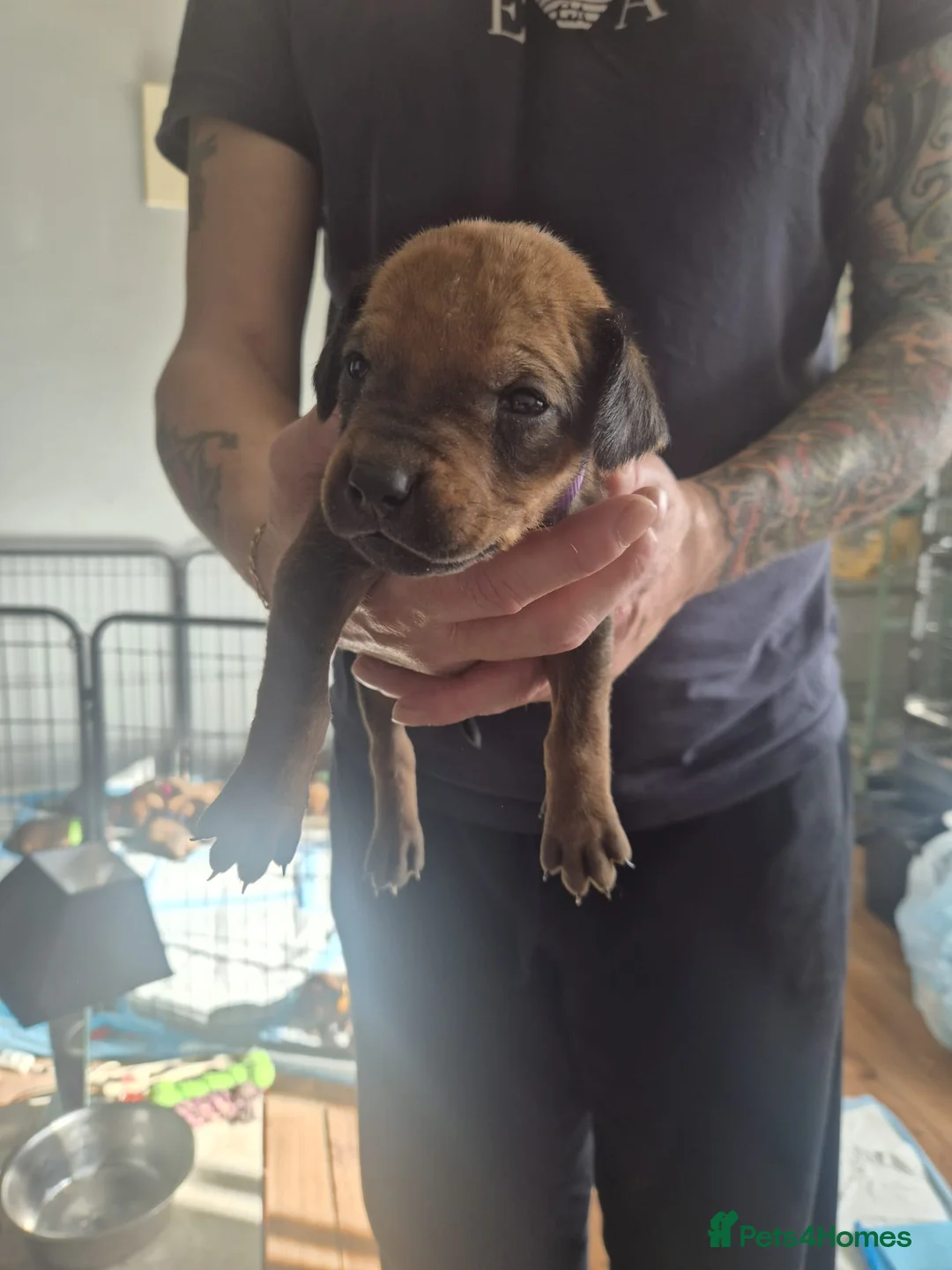 Rhodesian Ridgeback dogs for sale: Rhodesian ridgeback pups  - Advert 2