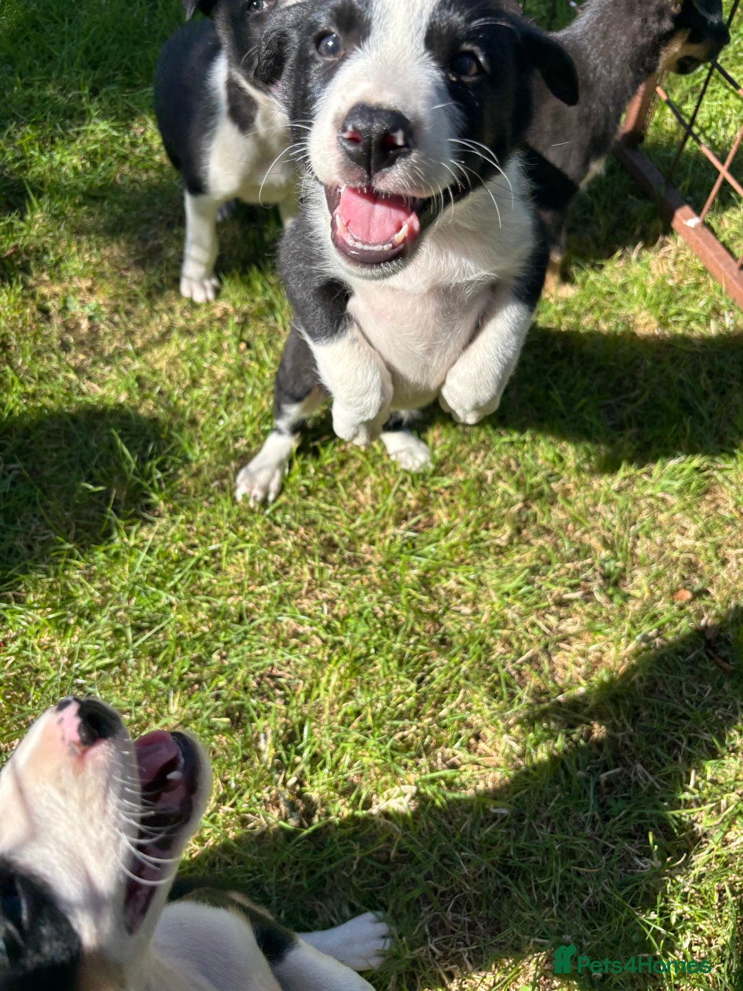 Mixed Breed dogs for sale: 6 collie cross kelpie pups  - Image 17