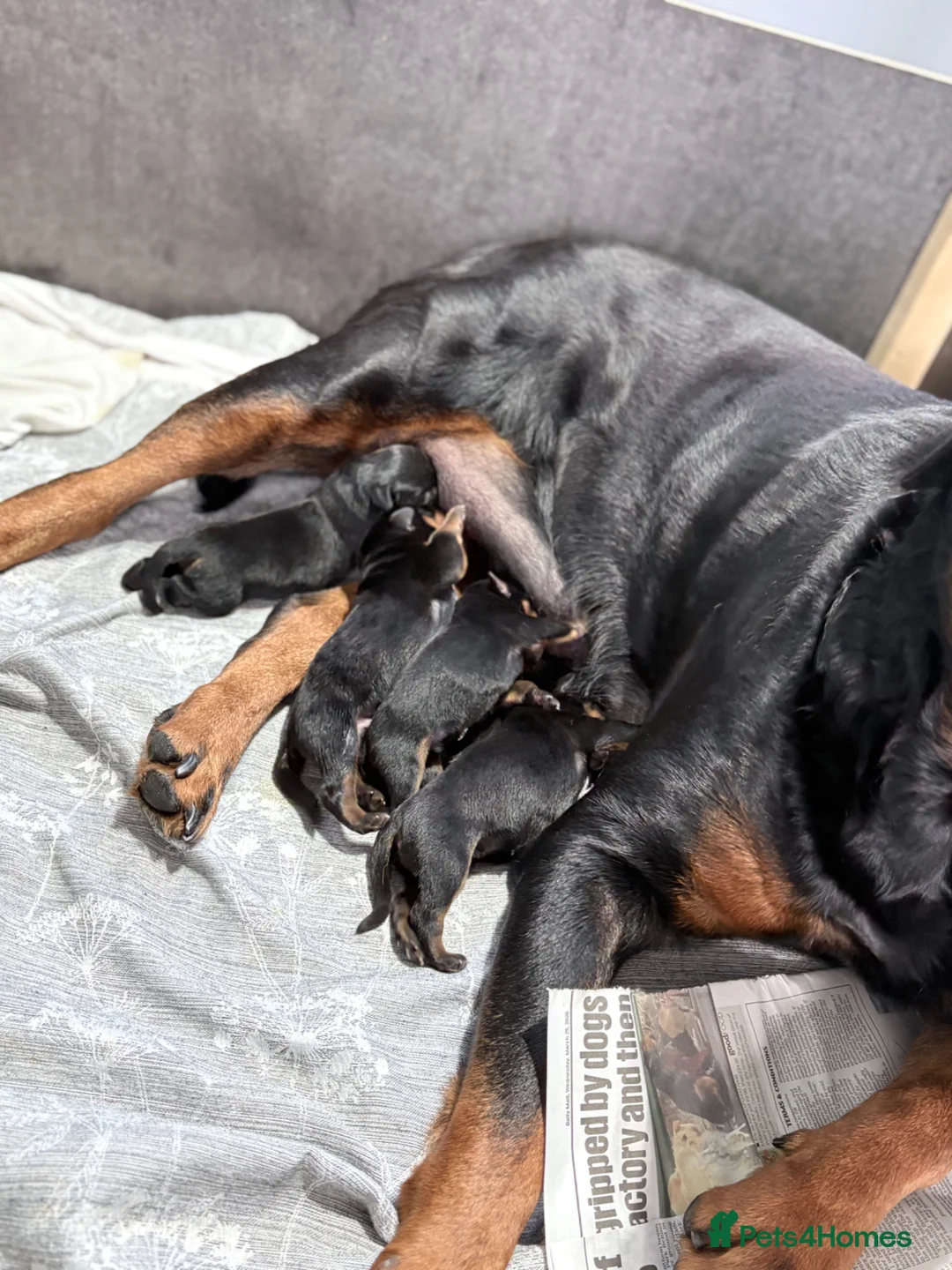 Rottweiler dogs for sale: Rottweiler puppies  in Cambridge - Advert 2