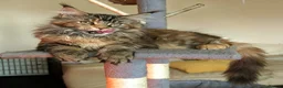 Maine Coon cats for sale: 2 beautiful girls - Advert 5
