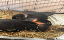 Mini Lop rabbits for sale: 2 mini lip female rabbits  - Image 2