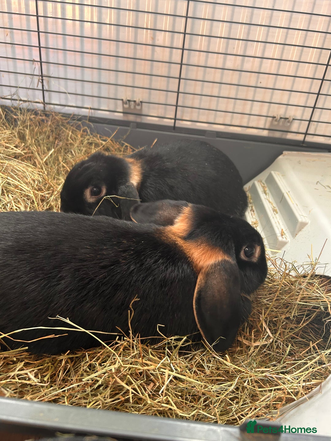 Mini Lop rabbits for sale: 2 mini lip female rabbits  - Image 2