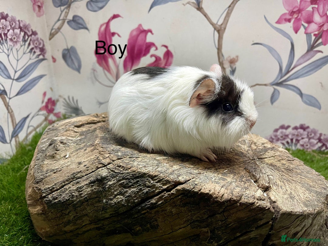 Guinea Pig rodents for sale: Baby guinea pigs female and male  - Advert 2