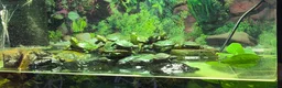 Turtle reptiles for sale: Painted turtles for sale - Advert 6