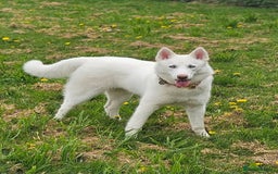 Siberian Husky dogs for sale: 10 month old white female  - Image 1