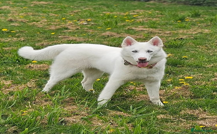 Siberian Husky dogs - Advert 1