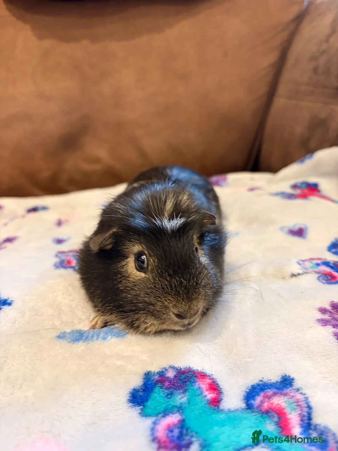 Guinea Pig rodents for sale: Bonded Boars - £35 a pair - Advert 2