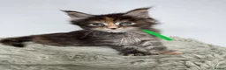 Maine Coon cats for sale: Superb quality Maine coon girls  - Advert 17