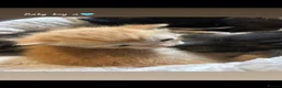 Mixed Breed cats for sale: Beautiful babies for sale🩷 in Chester - Advert 6