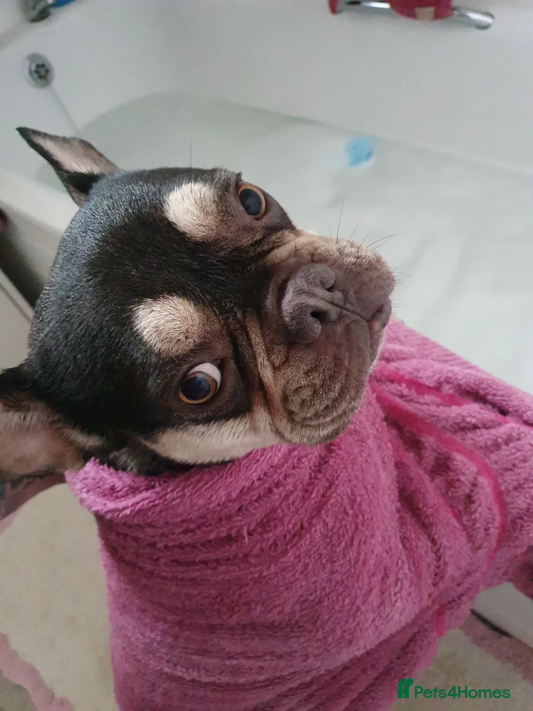 French Bulldog dogs for sale: Max age 3 - Advert 2