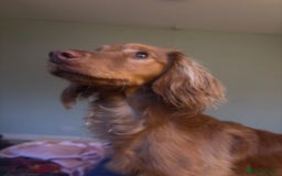 Mixed Breed dogs for sale: 10 month old cocker spaniel X red setter. - Image 2