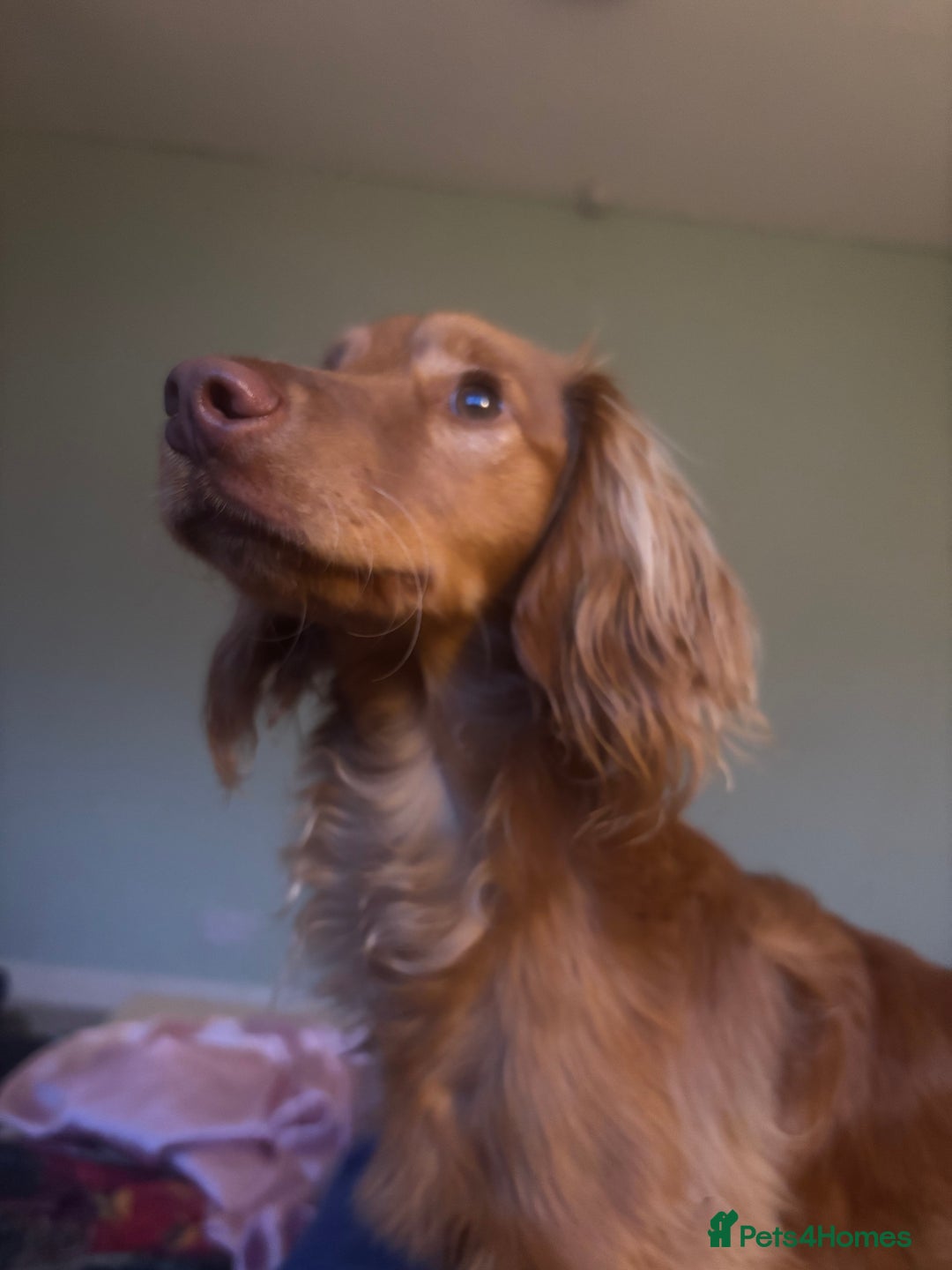 Mixed Breed dogs for sale: 10 month old cocker spaniel X red setter. - Image 2