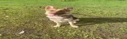 German Shepherd dogs for sale: German shepherd looking for knowledgable home - Advert 3