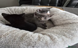 British Shorthair cats for sale: 4 Beautiful kittens - Image 4