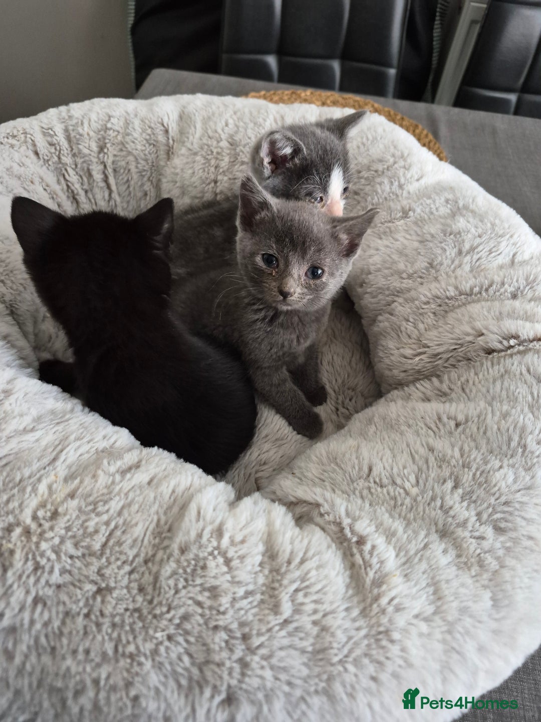 British Shorthair cats for sale: 4 Beautiful kittens - Image 4