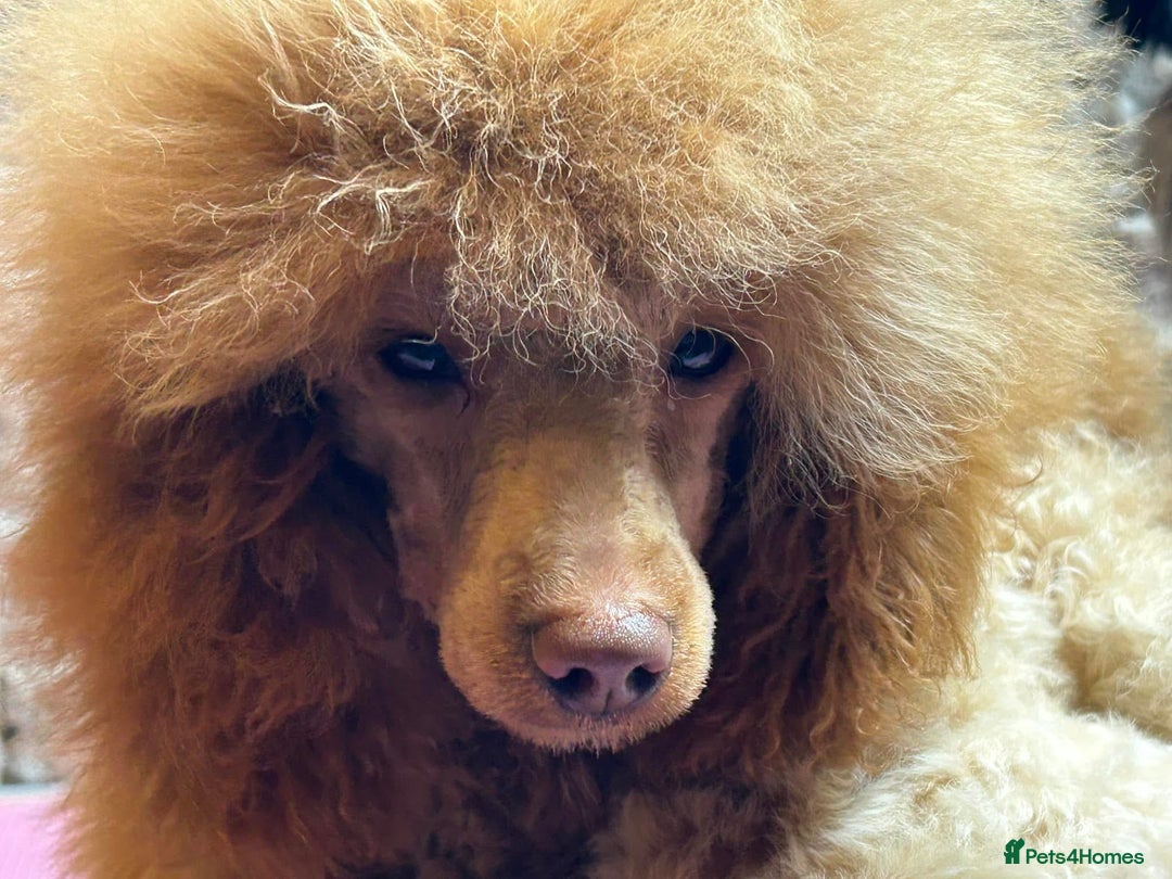 Miniature Poodle dogs for sale: Miniature Poodle Puppies  - Advert 4