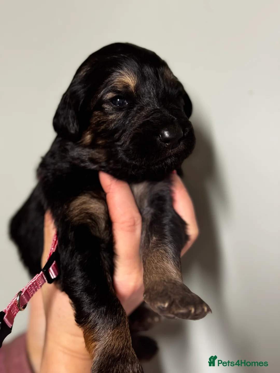 Mixed Breed dogs for sale: ⭐️ golden shepherd ⭐️ - Advert 4