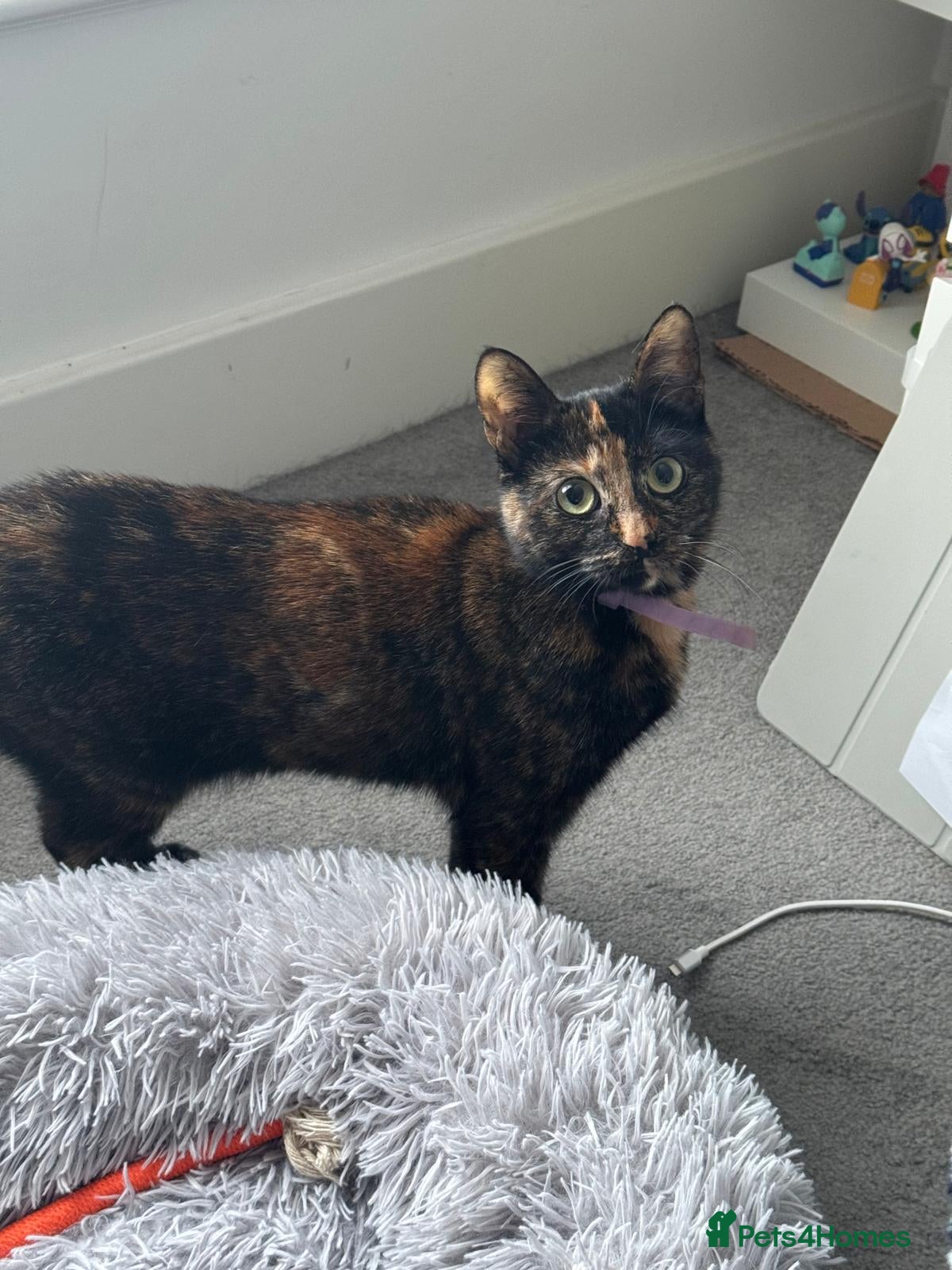 Mixed Breed cats Stunning Tortoiseshell Girl “Luna” – 2Years Old 💕 - Advert 1