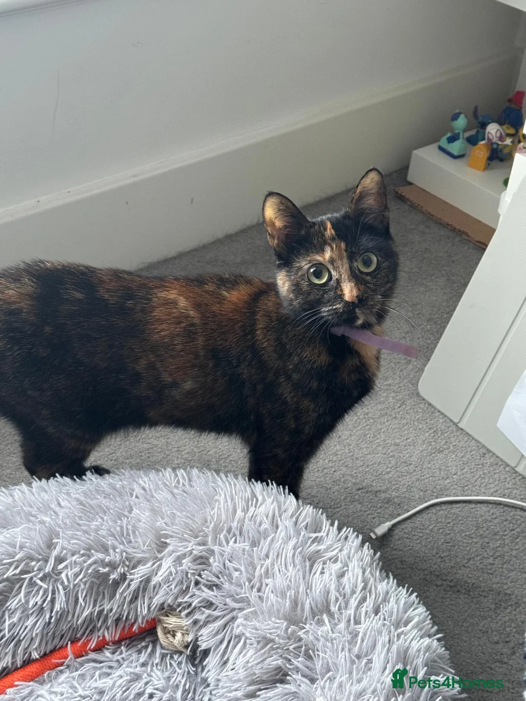 Mixed Breed cats for sale: Stunning Tortoiseshell Girl “Luna” – 2Years Old 💕 in Hemel Hempstead - Advert 1