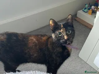 Mixed Breed cats Stunning Tortoiseshell Girl “Luna” – 2Years Old 💕 - Advert 1