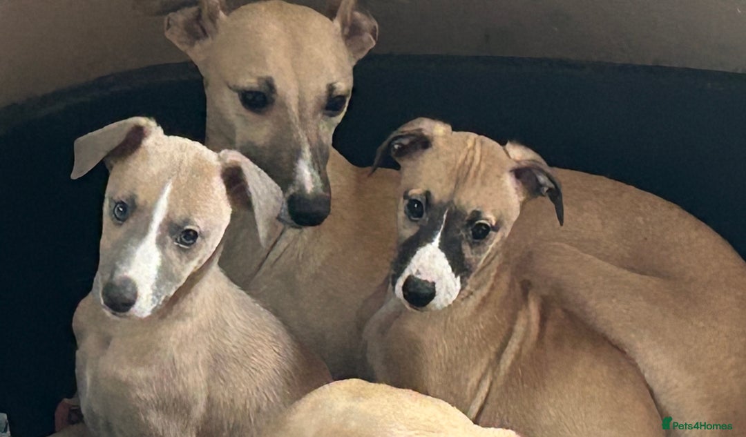 Whippet dogs for sale: Male puppy available Full pedigree and kc reg  - Advert 9