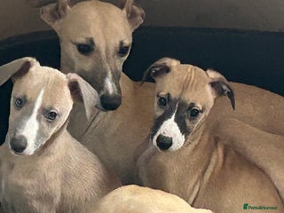 Whippet dogs Ready from 18 th dec Full pedigree and kc reg - Advert 2