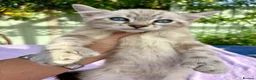 Keetso cats for sale: Polydactyl slight curl eared snow leopard boy  - Advert 10