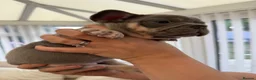 French Bulldog dogs for sale: Beautiful French bulldogs  - Advert 14