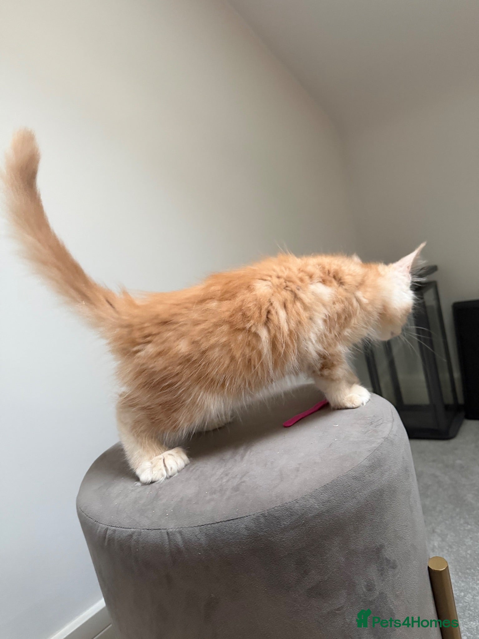 Maine Coon cats Poly and non poly ready now  - Advert 2