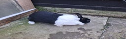Dutch rabbits for sale: Dutch rabbits, pure bred for sale - Advert 8