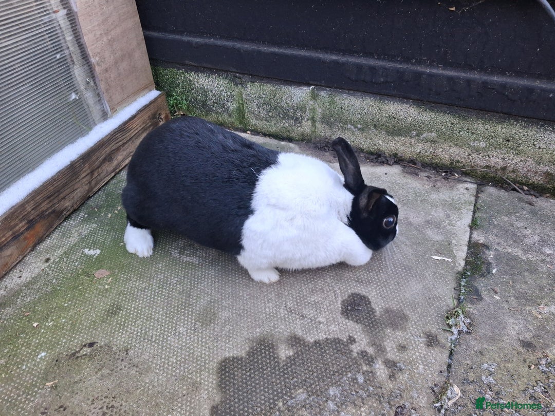 Dutch rabbits for sale: Dutch rabbits, pure bred for sale - Advert 8